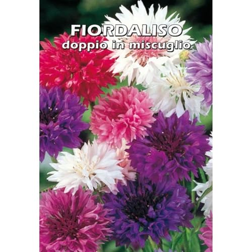 FIORDALISO doppio - Centaurea cyanus (SEMI DA FIORE)