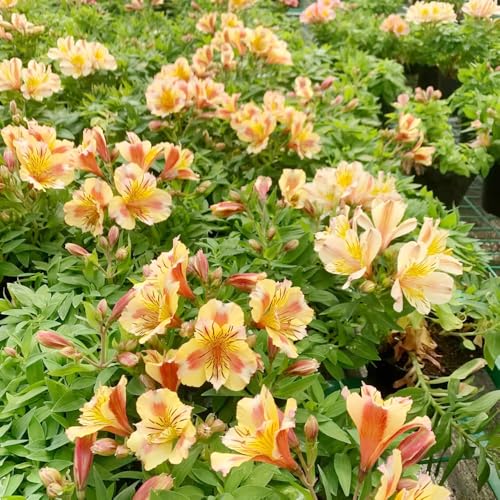 alstroemerias semillas de silvestres cortadas alstroemerias en macetas resistentes Semillas de perennes, balcón resistentes. Decoraciones jardín 400semillas