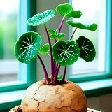 MEDSYTIJD Stephania erecta Perennial Great for Planting & Indoor Decor,Ideal for Home Gardens & Patios - 1bulbs