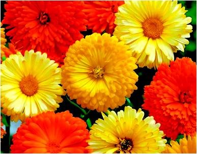 See full amazon price history chart for OL Seed Calendula Mix Flower Seeds (Pack of 40 Plus Seeds) OL Seed Calendula Mix Flower Seeds (Pack of 40 Plus Seeds) (B07F88H4SK) Amazon Price History, Amazon Price Tracker