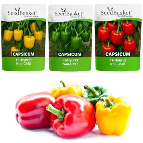 Seedbasket Pack of 3 Capsicum Green Red Yellow Hybrid Seeds – Hig...