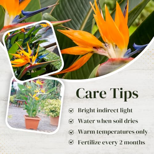Bird of Paradise Plants Live (4-Pack), Strelitzia Plants with Perennial Orange Flowers, Indoor/Outdoor Plants, Exotic Tropical Decor, Not Artificial, 6-10" Height. 2" Pot Bird of Paradise Plants Live (4-Pack), Strelitzia Plants with Perennial Orange Flowers, Indoor/Outdoor Plants, Exotic Tropical Decor, Not Artificial, 6-10" Height. 2" Pot