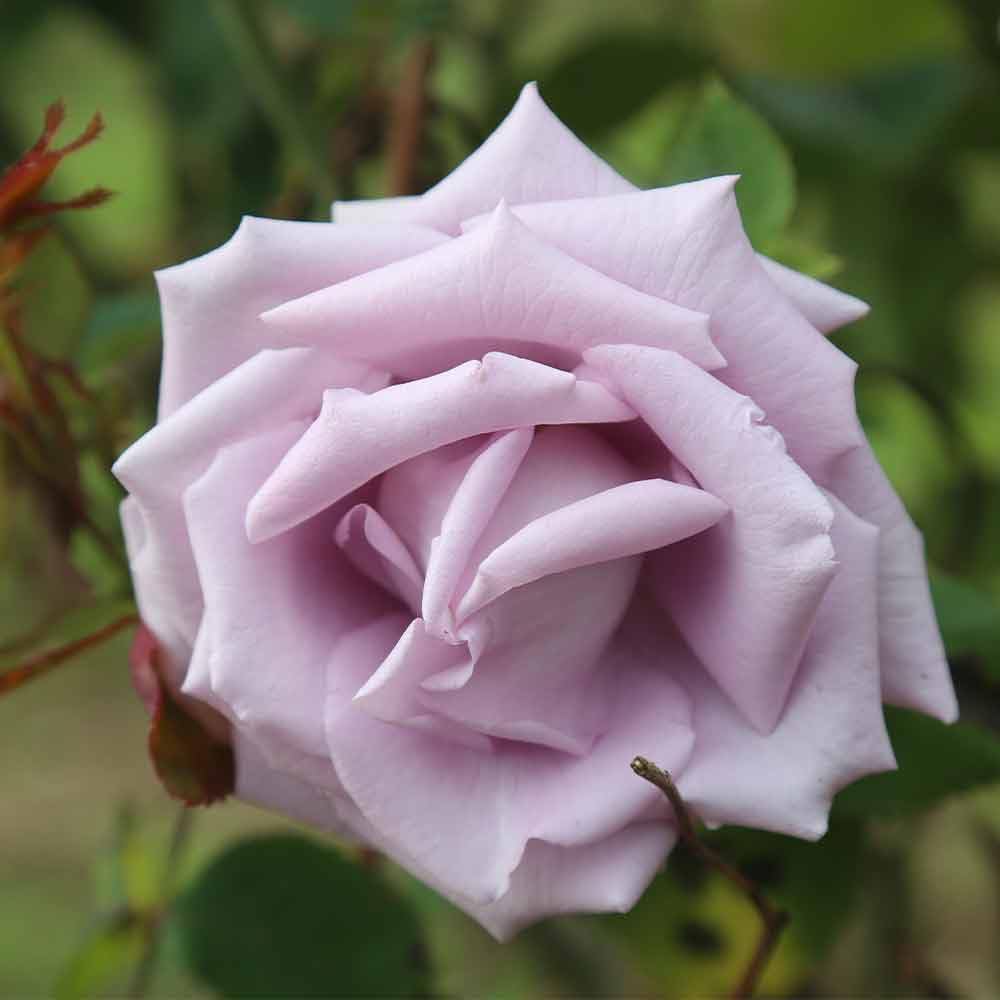 Heirloom Roses Rose Plant - Blue Skies Purple Rose Bush, Hardy Live Plant for Planting Outdoors