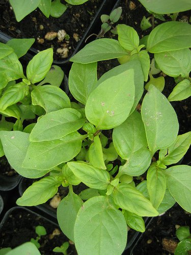 See full amazon price history chart for Creative Farmer Herb Seeds For Planting - Thai Lemon Basil Kitchen Garden Pack Creative Farmer Herb Seeds For Planting - Thai Lemon Basil Kitchen Garden Pack (B0753M8G9K) Amazon Price History, Amazon Price Tracker