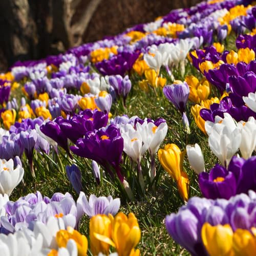 Carbeth Plants - Crocus 100 Spring Bulb Collection - Mixed Early Spring Flowering Perennial Bulbs - UK Hardy Low Maintenance Pollinator Friendly - Grow in Beds Borders and Patio Pots