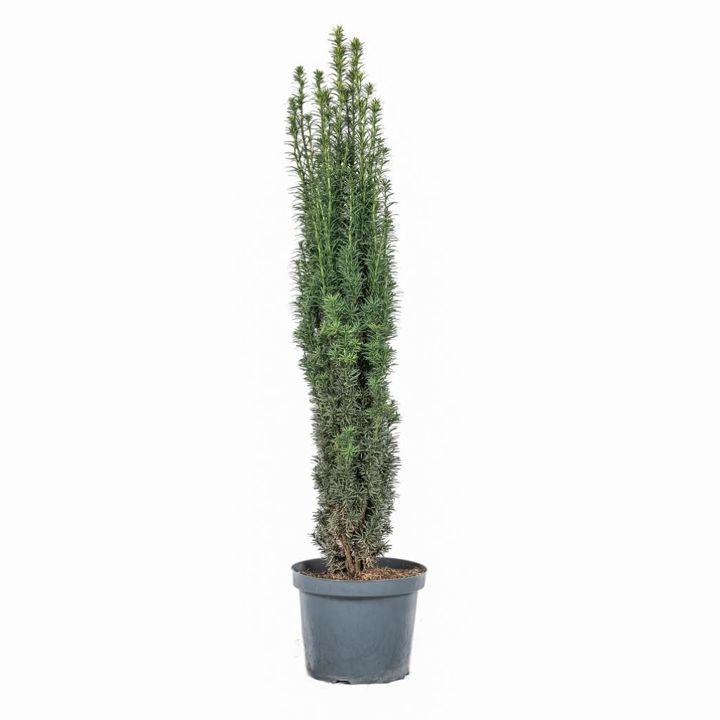 drachenbaum pflanzen Büropfanzen Dracaena Mix kaufen – Green Me Up main image 0