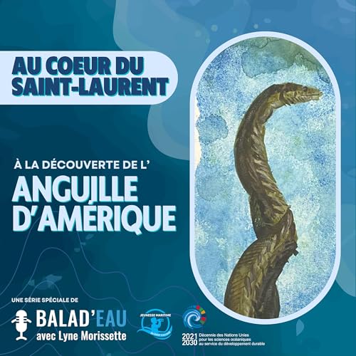 AU COEUR DU SAINT-LAURENT: &agrave; la d&eacute;couverte de l'ANGUILLE D'AM&Eacute;RIQUE
