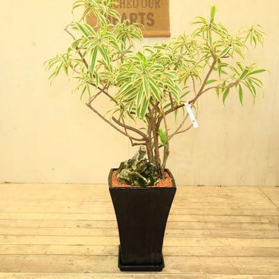 Amazon 観葉植物 石付きドラセナ ソング オブ インディア 現品4 陶器鉢 観葉植物 オンライン通販