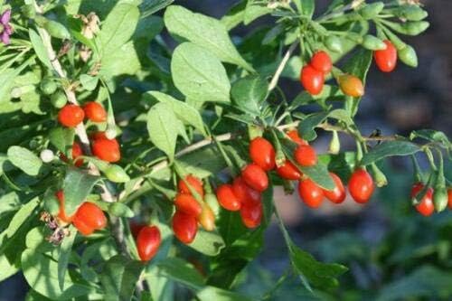 2 Planta viva Goji Berry Lycium Barbarum Arraigado Corte saludable Super Fruit Tree #PRG1