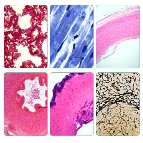 Silkwish 30 Objektträger Mikroskop-Set mit Biologischen Proben, Insekten, Pflanzen, Menschliche Zelle für Labor Biologie, Metall, LED, Ohne Farbe