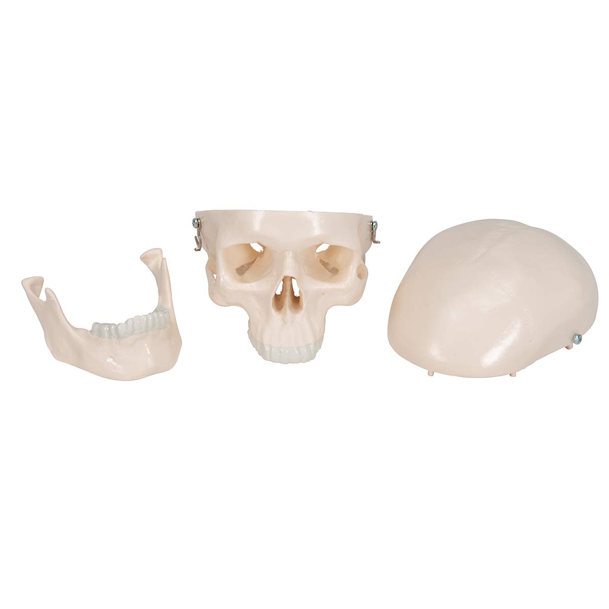 3B Scientific® Cráneo Humano Mini – Modelo Anatómico Compacto de 3 Partes + Smart Anatomy App (Garantía de 5 Años)