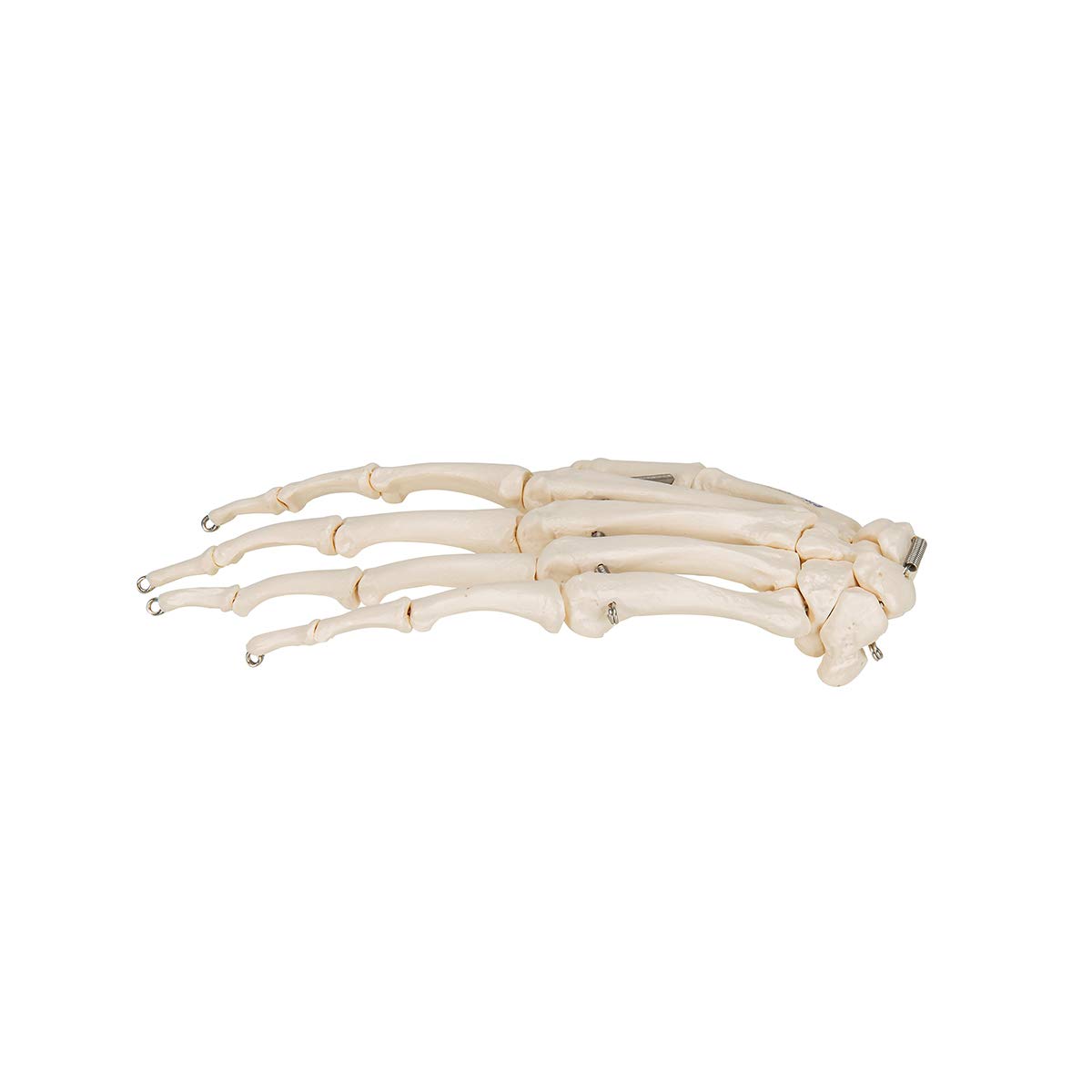 3B Scientific A40/L, A40/R Scheletro della Mano su Filo Metallico + software gratuito di anatomia - 3B Smart Anatomy