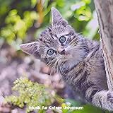 Echt Gestresste Katzen - Momente