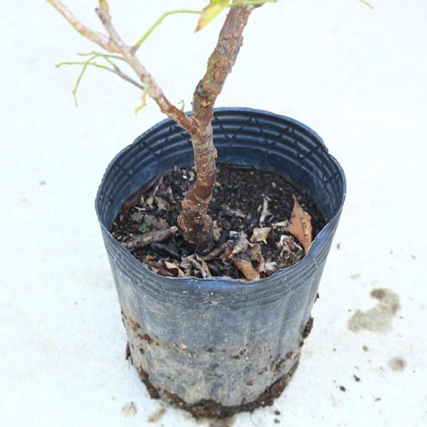 Amazon.co.jp: 庭木：雲竜梅（うんりゅうばい）（白梅）* 樹高：約