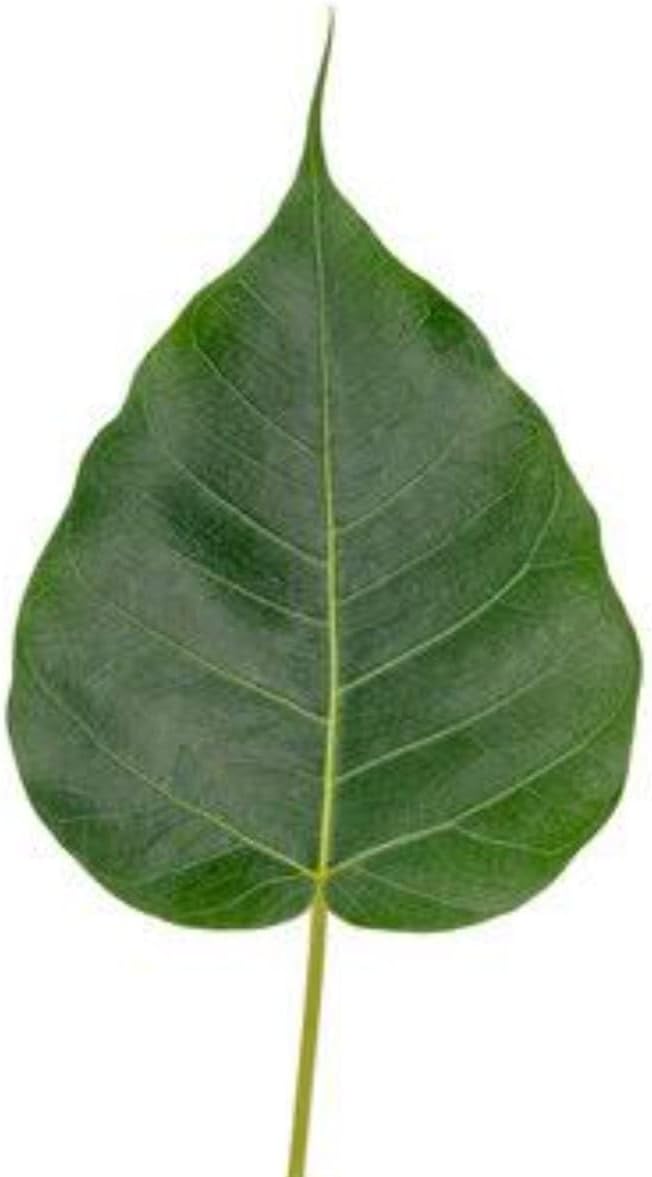 DADFirm Fresh Peepal Leaves, Pepal Ke Patte for Poojan, Havan And Auspicious Rituals - 60 pieces.