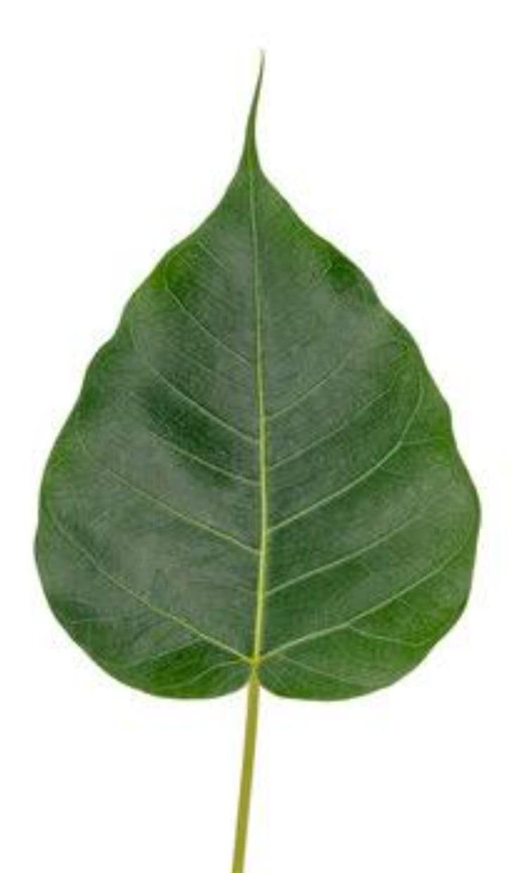 DADFirm Fresh Peepal Leaves, Pepal Ke Patte for Poojan, Havan And Auspicious Rituals - 60 pieces.