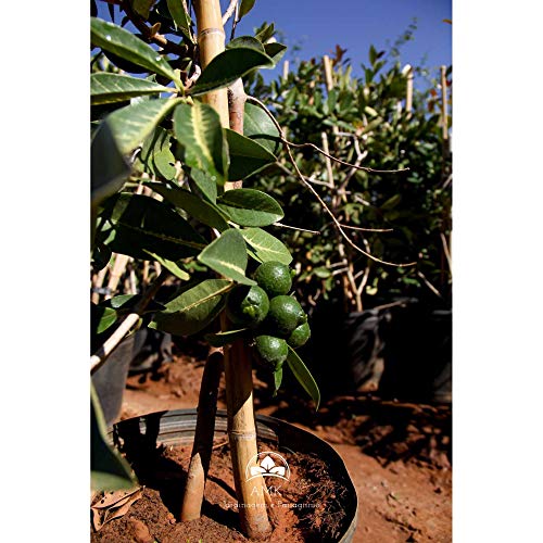 Muda Goiaba Araça (Em Ciclo Produtivo)