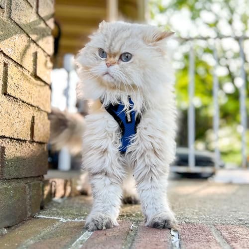 Image of Voyager Escape-Proof Step-In Lock Cat Harness & 5ft Neoprene-Handle Leash Set All-Weather Mesh with Reflective Stitching For Small to Large Cats by Best Pet Supplies, Royal Blue /Black Trim, S