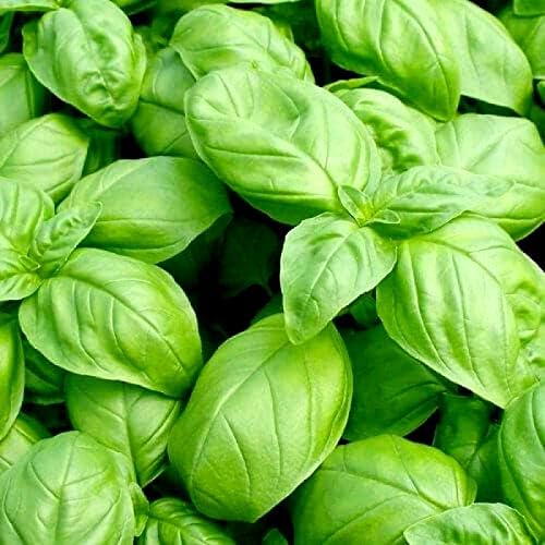 Miniatura 4 de Semillas de albahaca de hoja grande, más de 700 semillas para plantar sin OMG