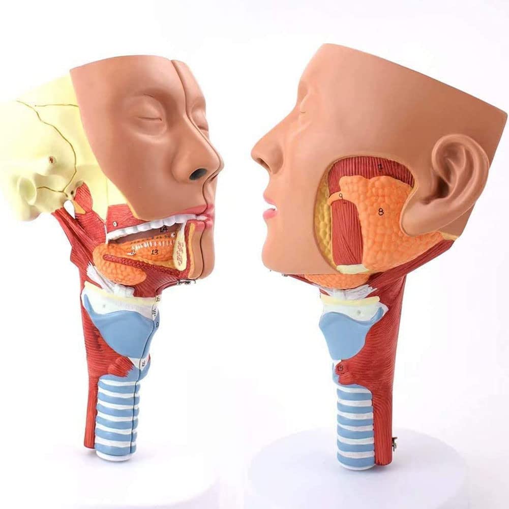 Anatomia Głowy Mięśnie Gardła, Gardła, Gardła, Usta, Nos, Mięśnie Języka Model Anatomiczny Narządy Medyczne Materiały Edukacyjne Model Szkieletu