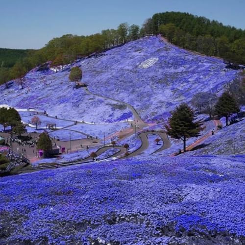 image for Ficoszo 22000+ Blue Creeping Thyme Seeds for Planting Ground Cover Mag