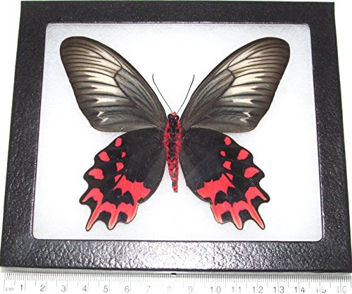 BicBugs A. semperi Female Pink red Black Verso Butterfly Philippines Framed