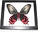 BicBugs Real Framed Butterfly RED Black Papilio SEMPERI Female Verso Philippines