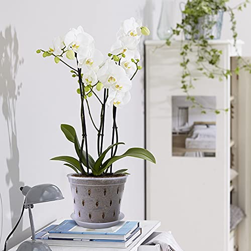 Lanccona Orchid Pot, 7 Inch 8 Pack Orchid Pots With Holes And Saucers, Clear Plastic Plant Pot Indoor #TOP5