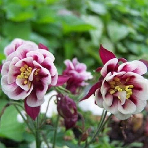 Miniatura 8 de Seeds Aquilegia Mix - Orgánica