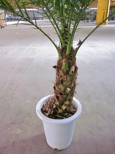 Amazon｜フェニックス・ロベリニー 8号｜観葉植物 オンライン通販