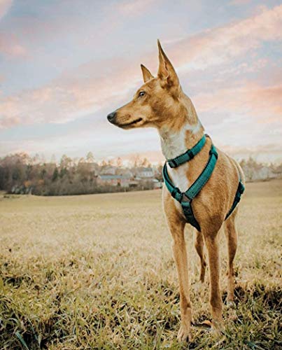 Embark Illuminate Reflective Dog Collar – Made with Reflective Material to Make Your Dog Collar Visible and Light at Night (Small, Blue) - Thumbnail 2