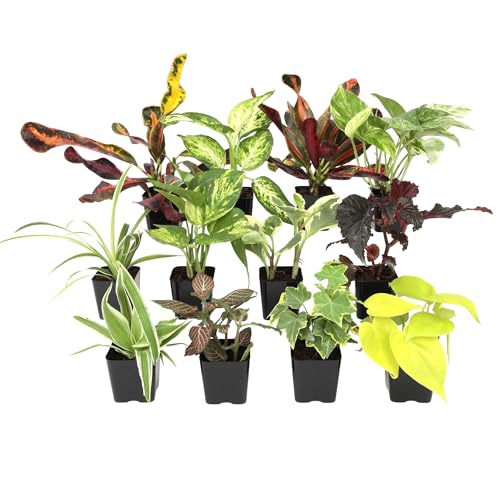 Easy to Grow Houseplants (12 Pack) Live House Plants in...