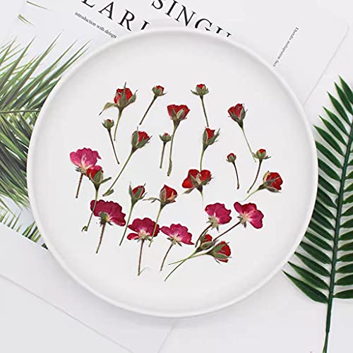 Flor Natural de Rosa Prensada con Tallo para Decoración miniatura 4