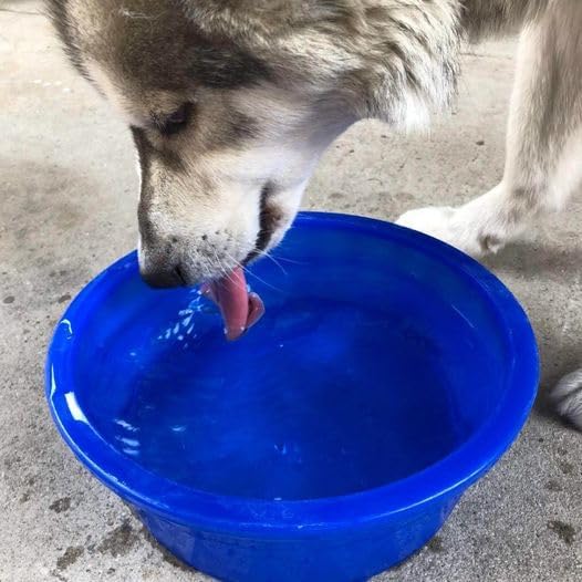 Miniatura 2 de Van Ness Pets Crock Style - Cuenco grande translúcido pesado, 106 onzas, plato para alimentos y agua, color azul