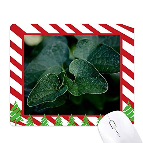 Canne de noël du tapis de souris plante à feuilles sombres premium