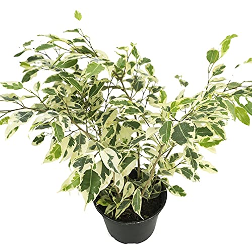 Grun Live Plant Beautiful Starlight Ficus Office Gallary Plant/ Special Shoots Table Top Plant - Indoor Plant (B093WGT59P) Amazon Price History, Amazon Price Tracker