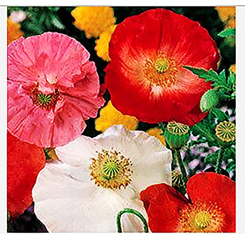 Corn Poppy Seeds: 50,000 Mixed Poppy Seeds Corn Poppy Seeds: 50,000 Mixed Poppy Seeds