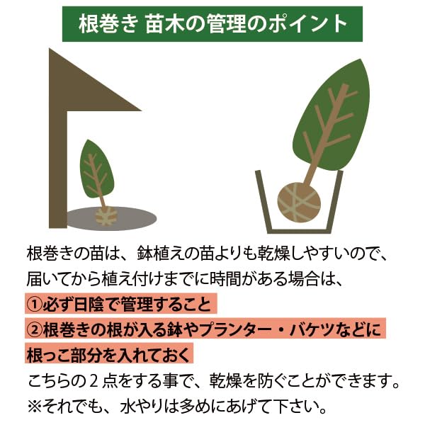 Amazon.co.jp: ［生産者直送］平戸ツツジ 樹高約60cm 玉仕立て