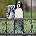 GABSHAIM Chihuahua Floral Welcome Metal Sign Blue Rose with Funny Dog Tin Sign For Home Wall Outdoor Decoration 12X8 Inch