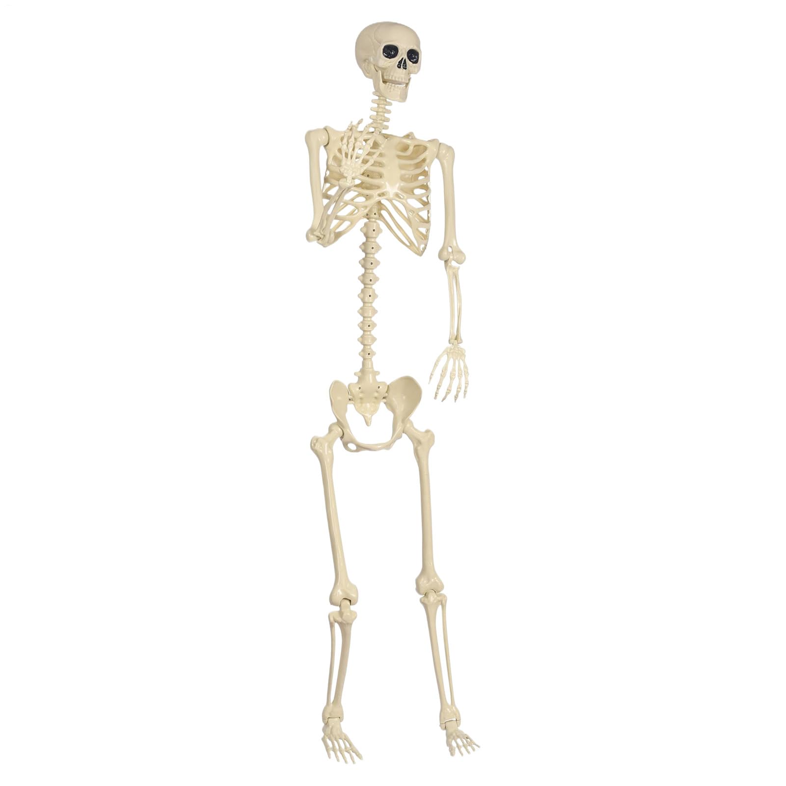 Genérico Esqueleto De Halloween Modelo Ataúd Vertical con Baño Novedoso