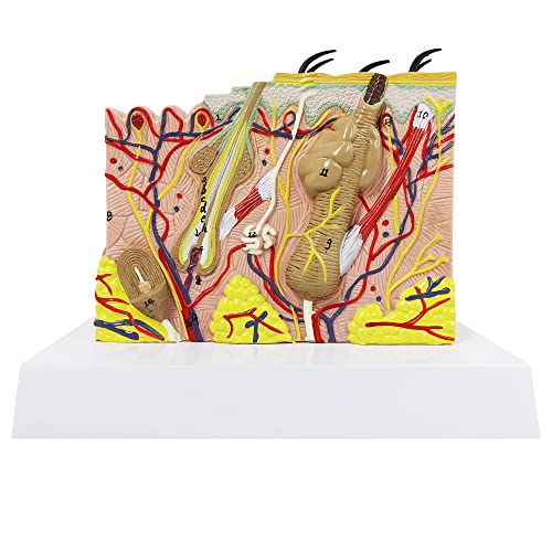 Image of Skin Anatomical Model, 35X Enlarged Skin Layer Structure Model with Hair