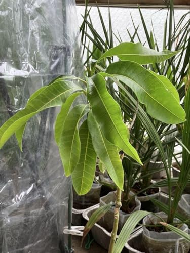 マンゴー 苗 マンゴー 苗