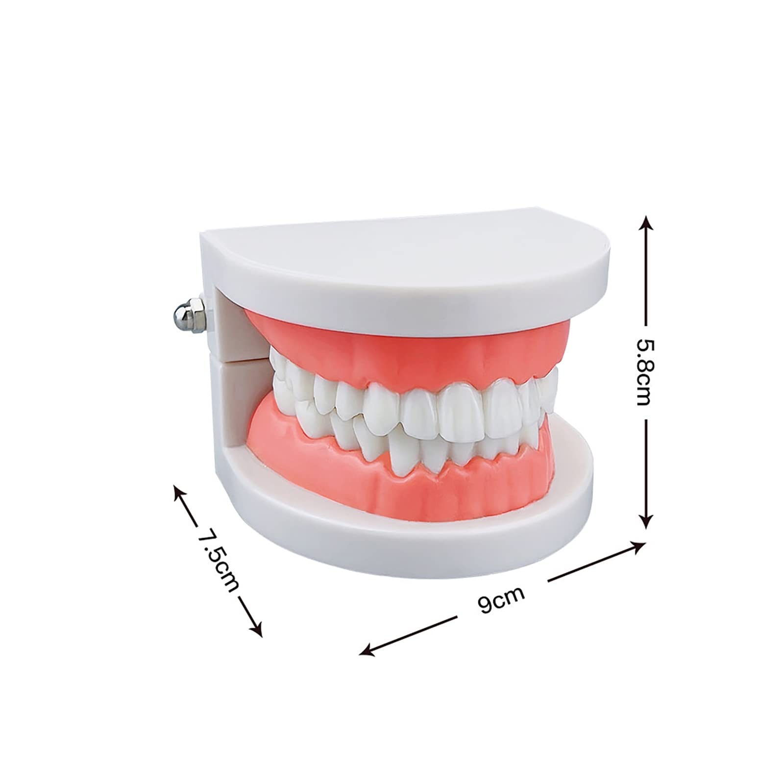 Dental Study Supplies Adult Standard Typodont Teeth Model Without Wisdom Teeth
