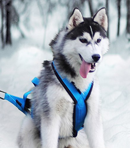 Northern Howl X-Back Zuggeschirr Fuer Bike-, Skijoring Dogscooting Canicross Schlitten in Blau (S)