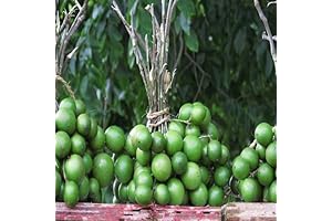 Mamoncillo Fruit Seeds: Cultivate 'Em Today, Relish Tomorrow