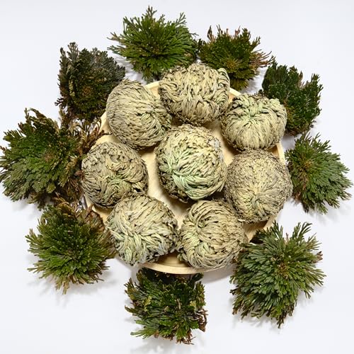 8 Pack Rose of Jericho Resurrection Plants Large 2+ Inch Rosa de Jerico Original Dried Fern Prayer Plants in Water for Spiritual Purification Home Decor and Unique Gifts
