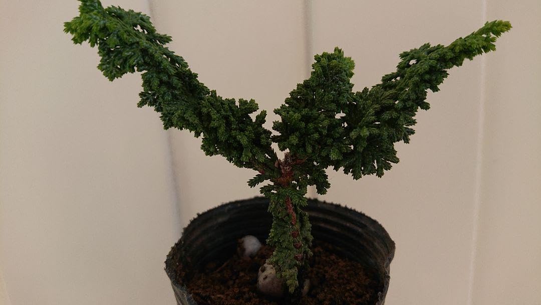 小品盆栽、赤石五葉松、根上り　懸崖作り 葉状(バッグン) めだった傷汚れ無し 小盆栽、赤石五葉松、根上り 懸崖作り 葉状(バッグン) めだった