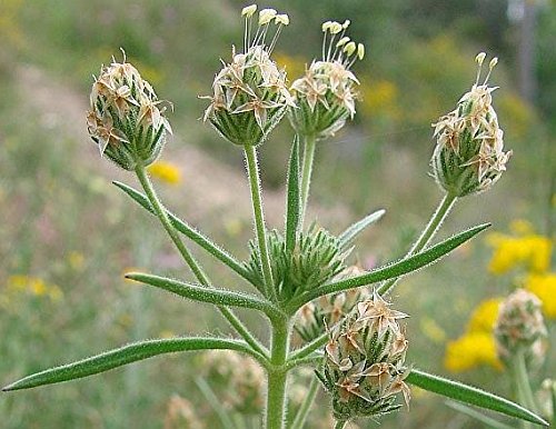 Plantago psyllium Herb Seeds by National Gardens : Amazon.in: Garden ...