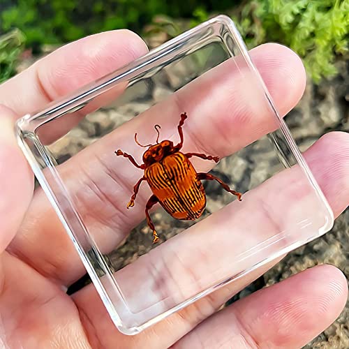 YJDQWSP Resina De La Taxidermia Natural, Taxidermia De Las Hormas, Taxidermia Real, Joyería Artesanal, Empresión De Educación De Ciencia/Ciencia del Colector Entomólogo(Size:38x38x14mm,Color:B)