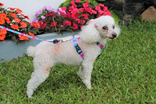 Coleira Peitoral H Com Guia Piazza Para Cachorros Pequeno Porte Tam P